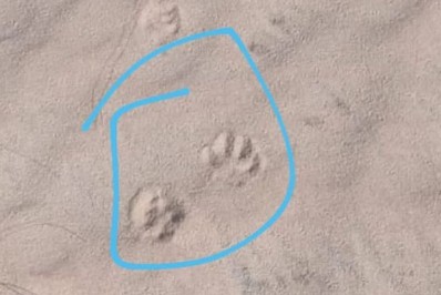 Boninho exibe pegadas de onça em acampamento de reality show