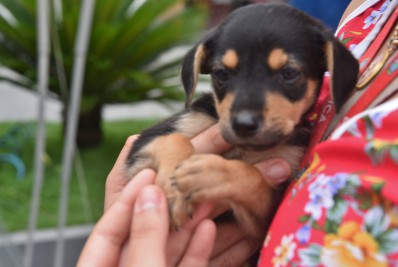 Trinta cães e gatos estarão disponíveis para adoção responsável no domingo