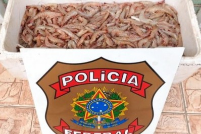 Polícia Federal prende homens por pesca ilegal de camarão