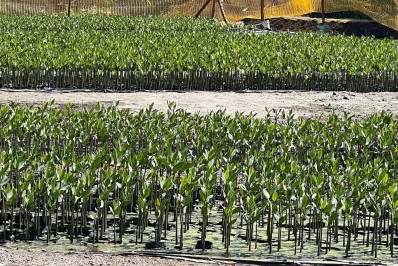 Conheça um berçário diferente