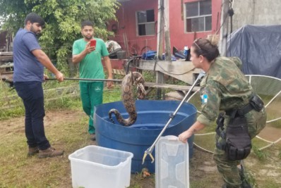 Guarda Ambiental resgata duas jiboias em área externa de residências na zona urbana