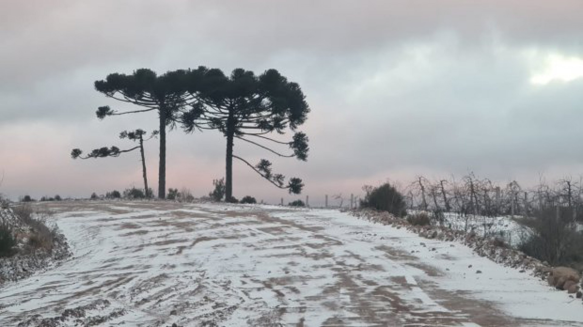 Paisagens ficam encobertas pela neve - Mycchel Legnaghi/Prefeitura de São Joaquim