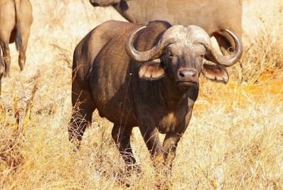 Itatiaia disponibiliza vacinação contra a febre aftosa