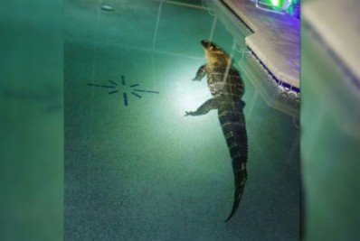 Família americana é surpreendida por jacaré de 3m em piscina de casa