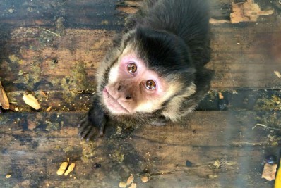 Deputado propõe lei para proteger animais silvestres de choques