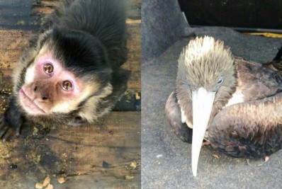Guarda Ambiental resgata macaco-prego e fragata em São Pedro da Aldeia