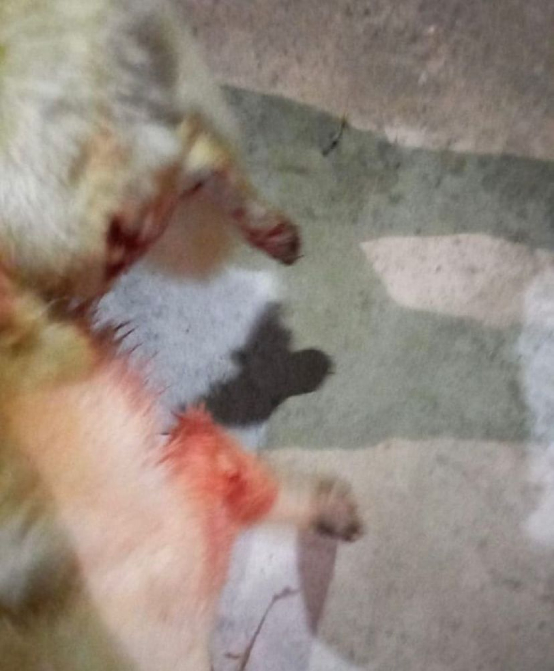 Homem espanca cadela com foice e é preso em Cabo Frio
- Ludmila Lopes (RC24h)