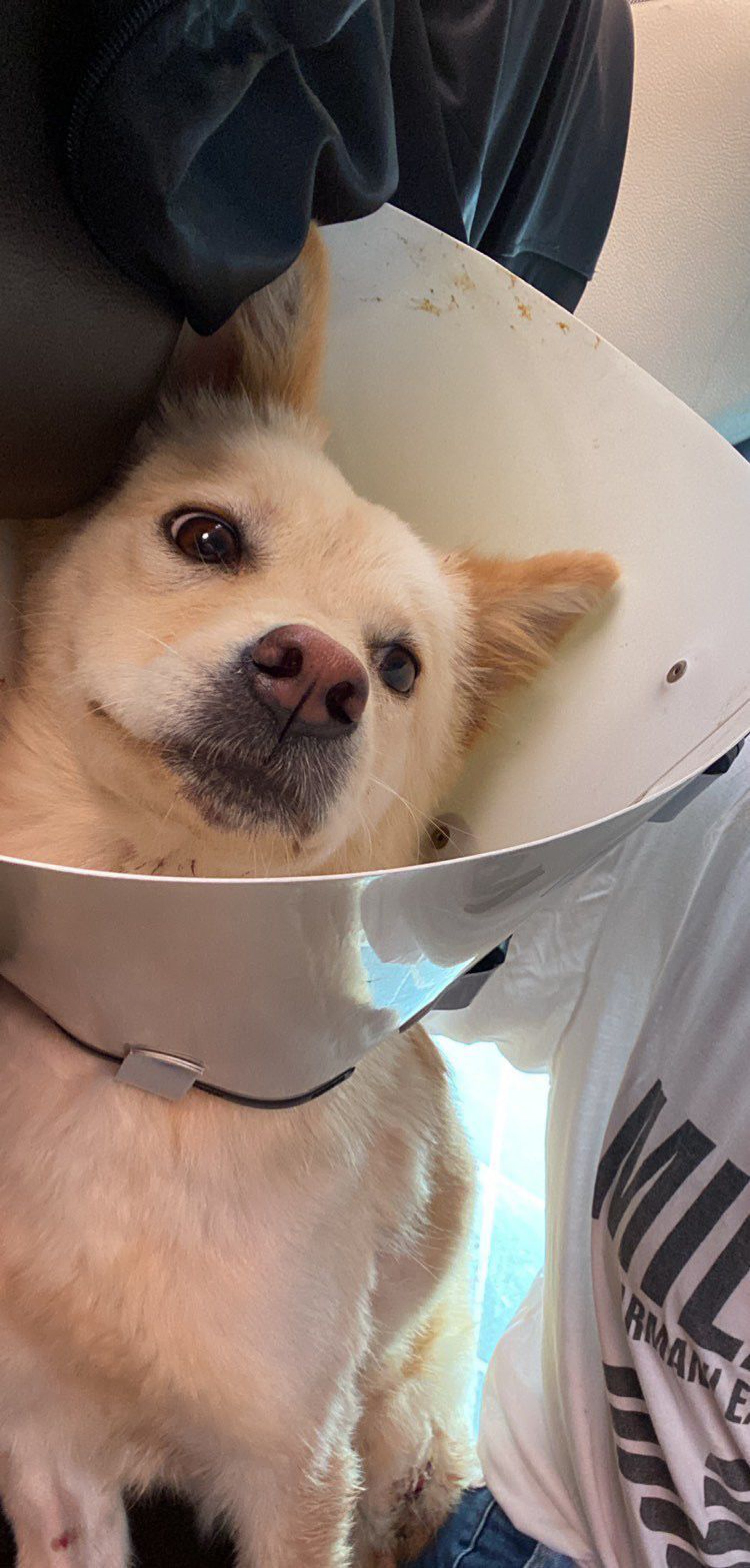 Homem espanca cadela com foice e é preso em Cabo Frio
- Ludmila Lopes (RC24h)