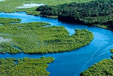 Mata Atlântica: recuperação para nossa sobrevivência