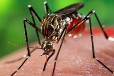 Brasil se aproxima de bater recorde anual de mortes por dengue