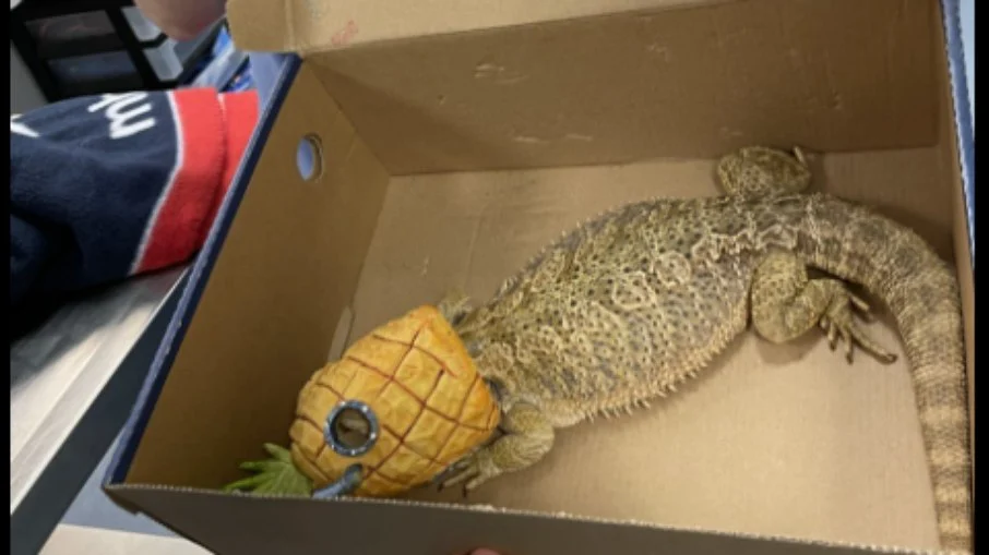 O lagarto, Randy, entalado no abacaxi do Bob Esponja - Reprodução/ Facebook