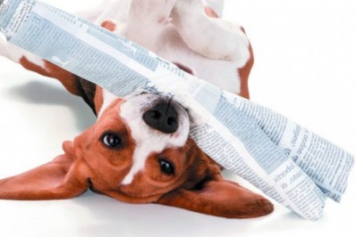 Mercado Pet cresce no Rio e avança para o segmento sustentável