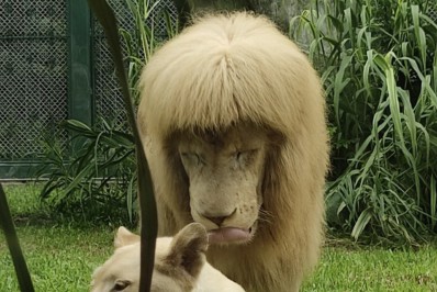 Leão com franja em zoológico na China viraliza nas redes sociais por aparência inusitada