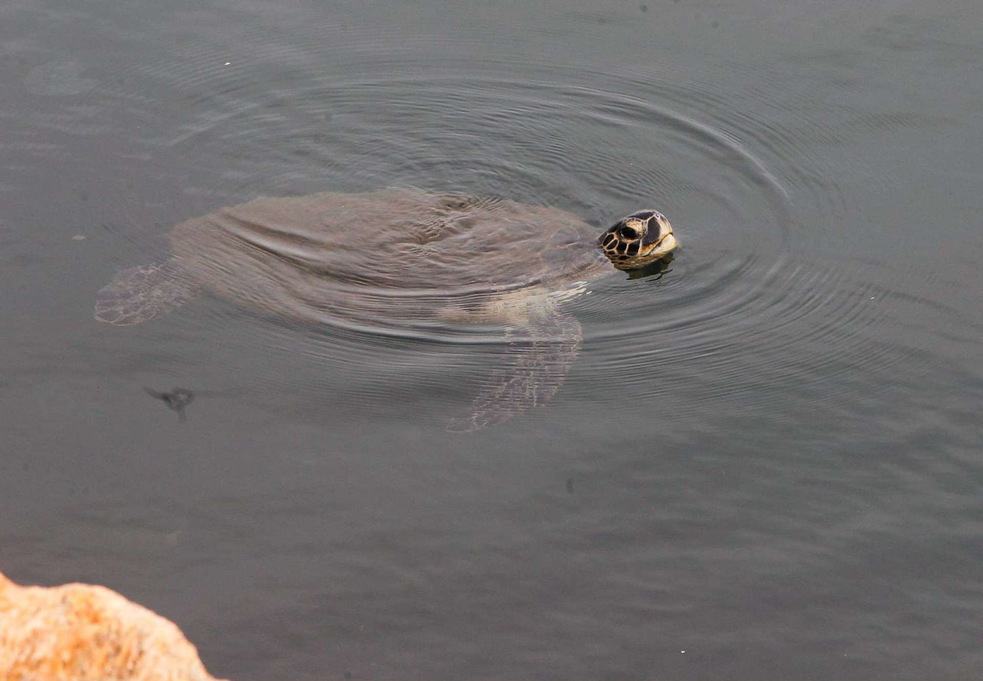 Tartaruga é vista dando um mergulho no quebra-mar entre o Santos Dumont e o Marina da Glória - Reginaldo Pimenta / Agência O Dia