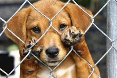 Campanha de adoção de cães e gatos acontece neste sábado (04/06)