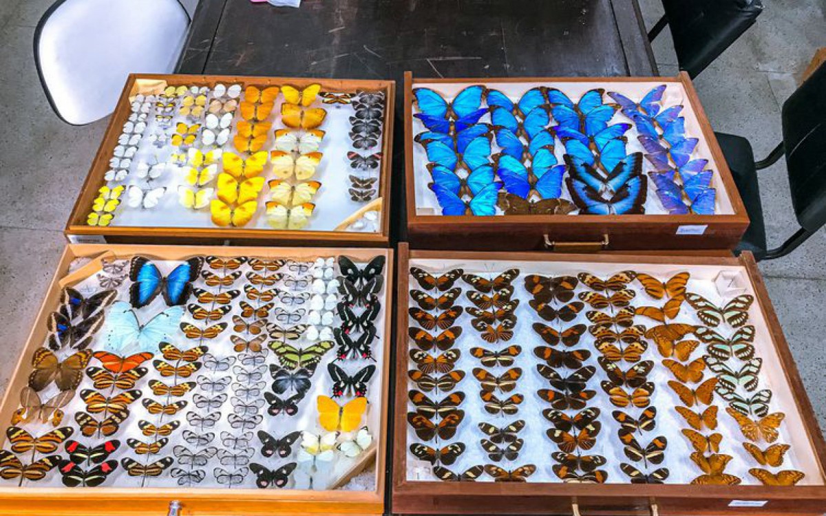 Gavetas entomol&oacute;gicas com exemplares de borboletas e mariposas da nova cole&ccedil;&atilde;o do Museu Nacional