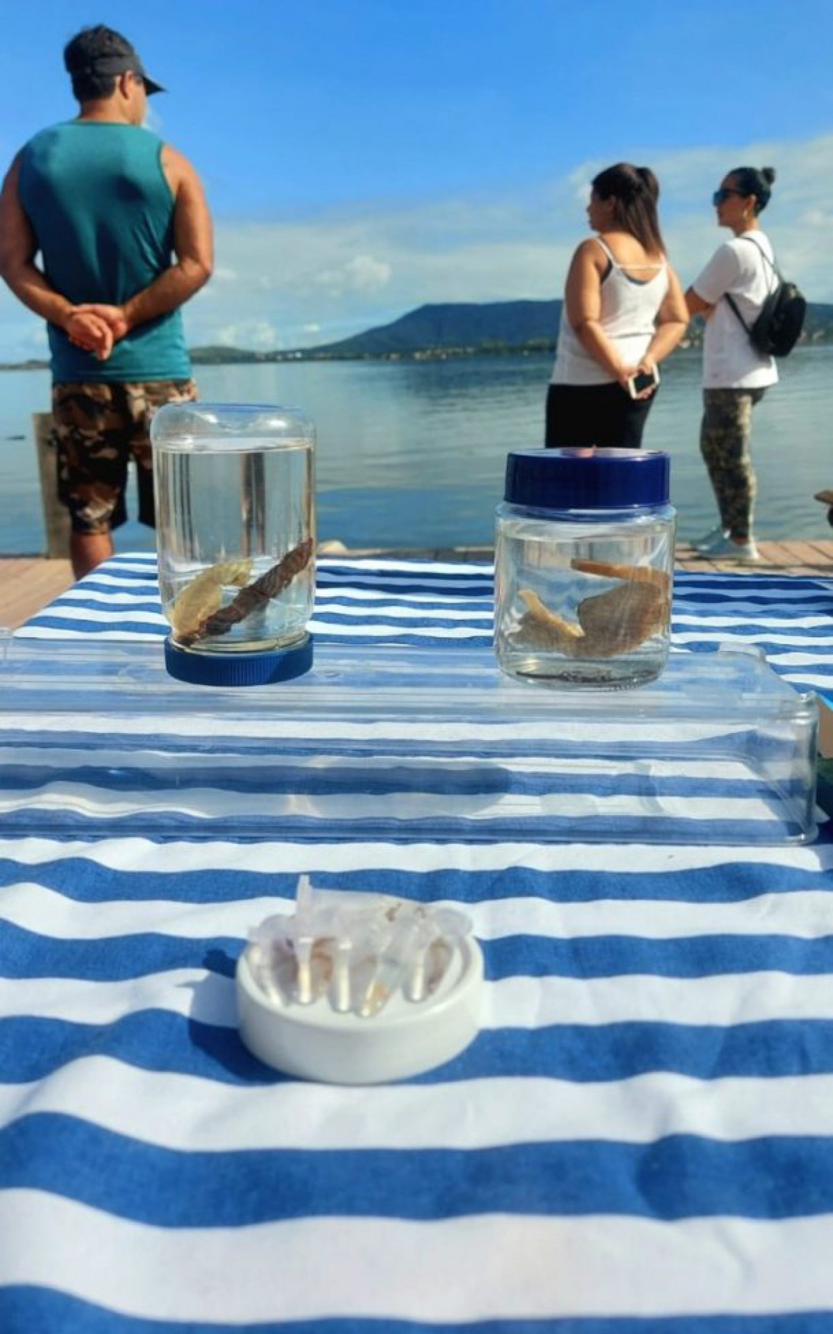 Praia do Arrast&atilde;o ganha placa de preserva&ccedil;&atilde;o dos cavalos-marinhos em S&atilde;o Pedro da Aldeia
