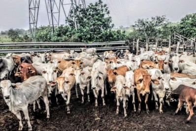 Itaboraí bate novo recorde de vacinação contra a febre aftosa