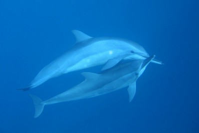 Dia dos Namorados: o que aprender com os animais?