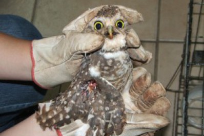 São Gonçalo deve ganhar Centro de Habilitação de Animais