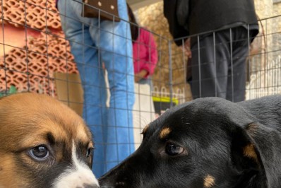 Cães e gatos são adotados na feira de Miguel Pereira