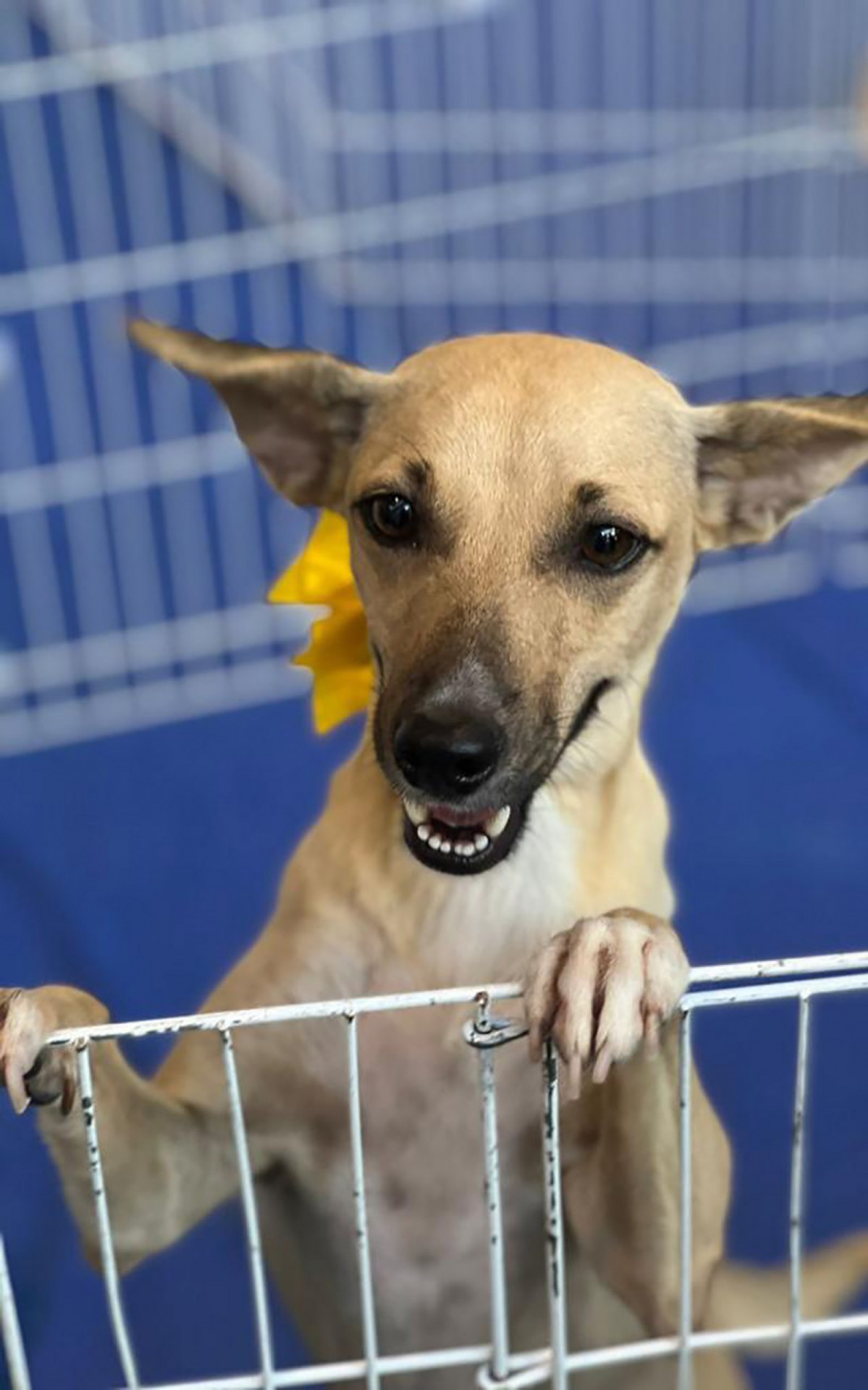 Interessados devem levar comprovante de resid&ecirc;ncia, carteira de identidade e CPF