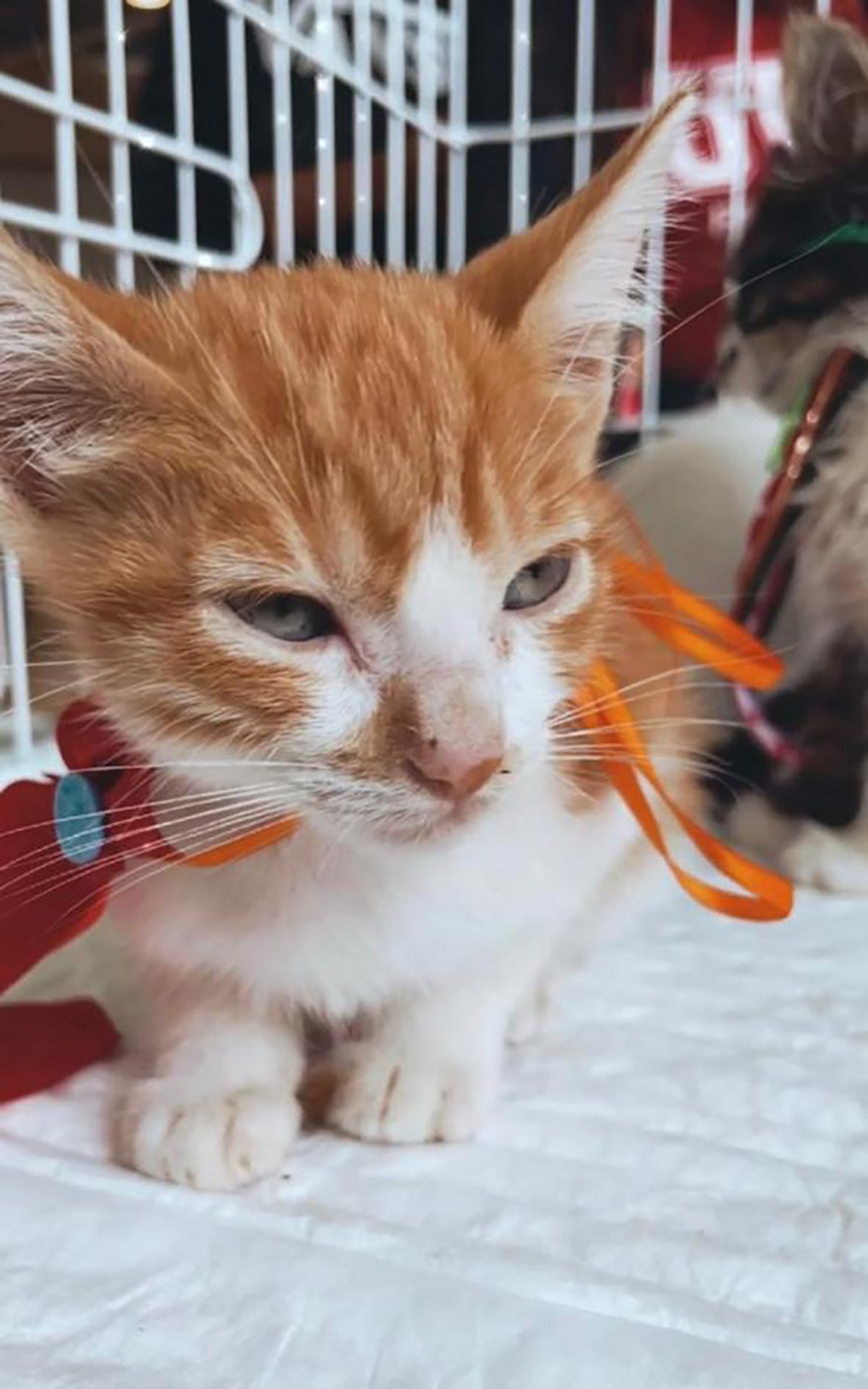 Interessados devem levar comprovante de resid&ecirc;ncia, carteira de identidade e CPF