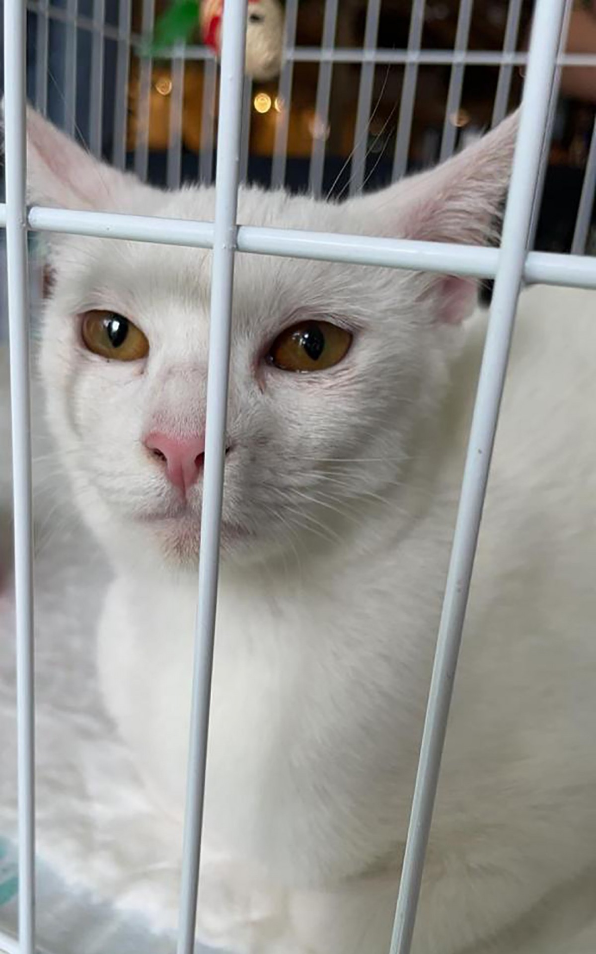 Interessados devem levar comprovante de resid&ecirc;ncia, carteira de identidade e CPF