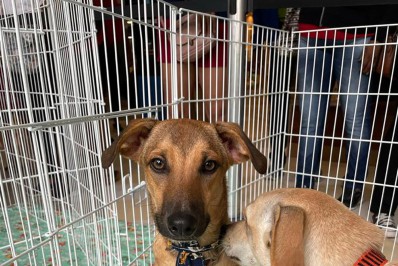 Feira de adoção faz mais uma edição no Bangu Shopping neste sábado