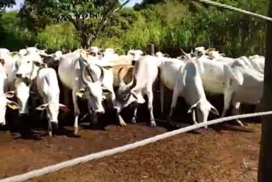 Milhares de doses de vacinas contra febre aftosa e raiva são doadas aos produtores rurais de Guapimirim