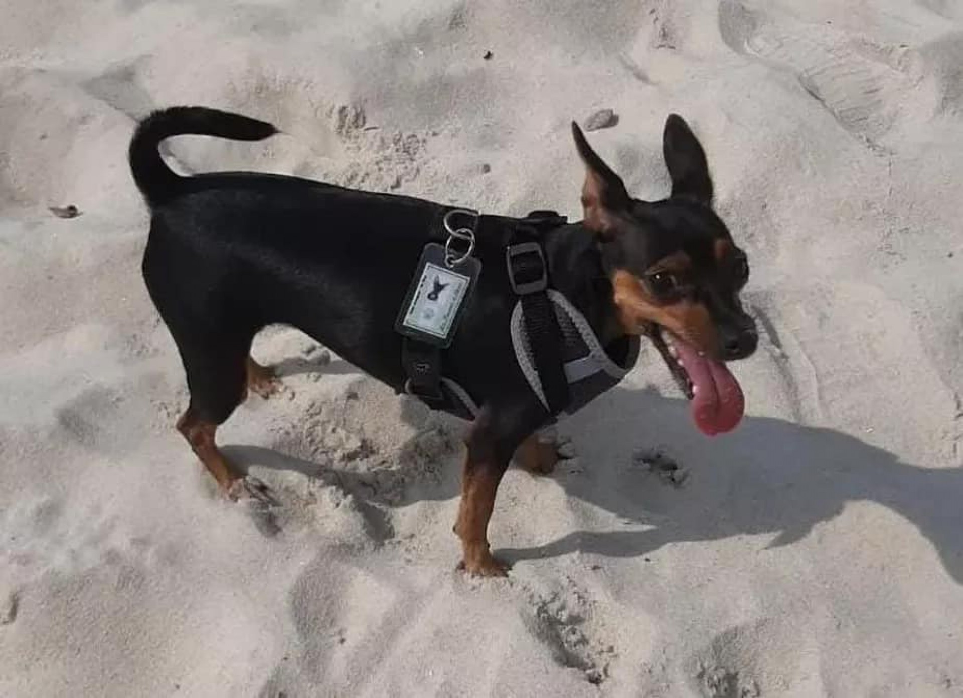 Cachorrinha da raça Pinscher morre após ter sido atacada por um  Pitbull  - Reprodução 