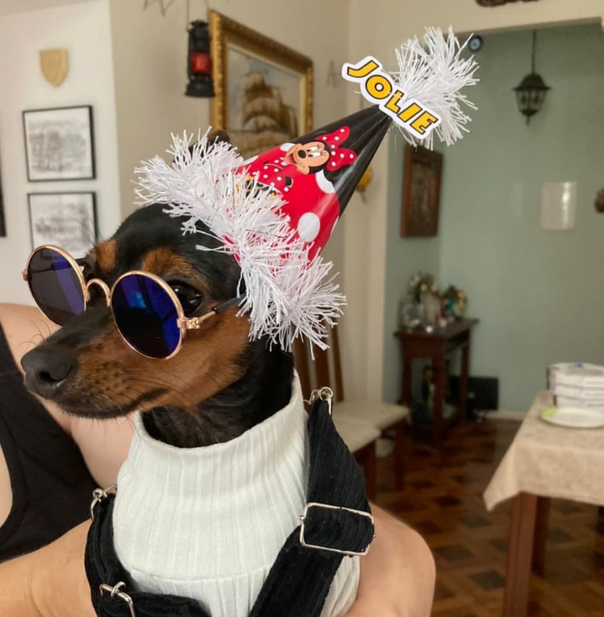 Cadela da raça Pinscher morreu após ter sido atacada por um  Pitbull  - Reprodução