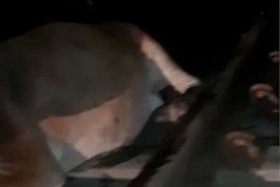 Vaca entala nos trilhos e suspende circulação de trens na Baixada Fluminense