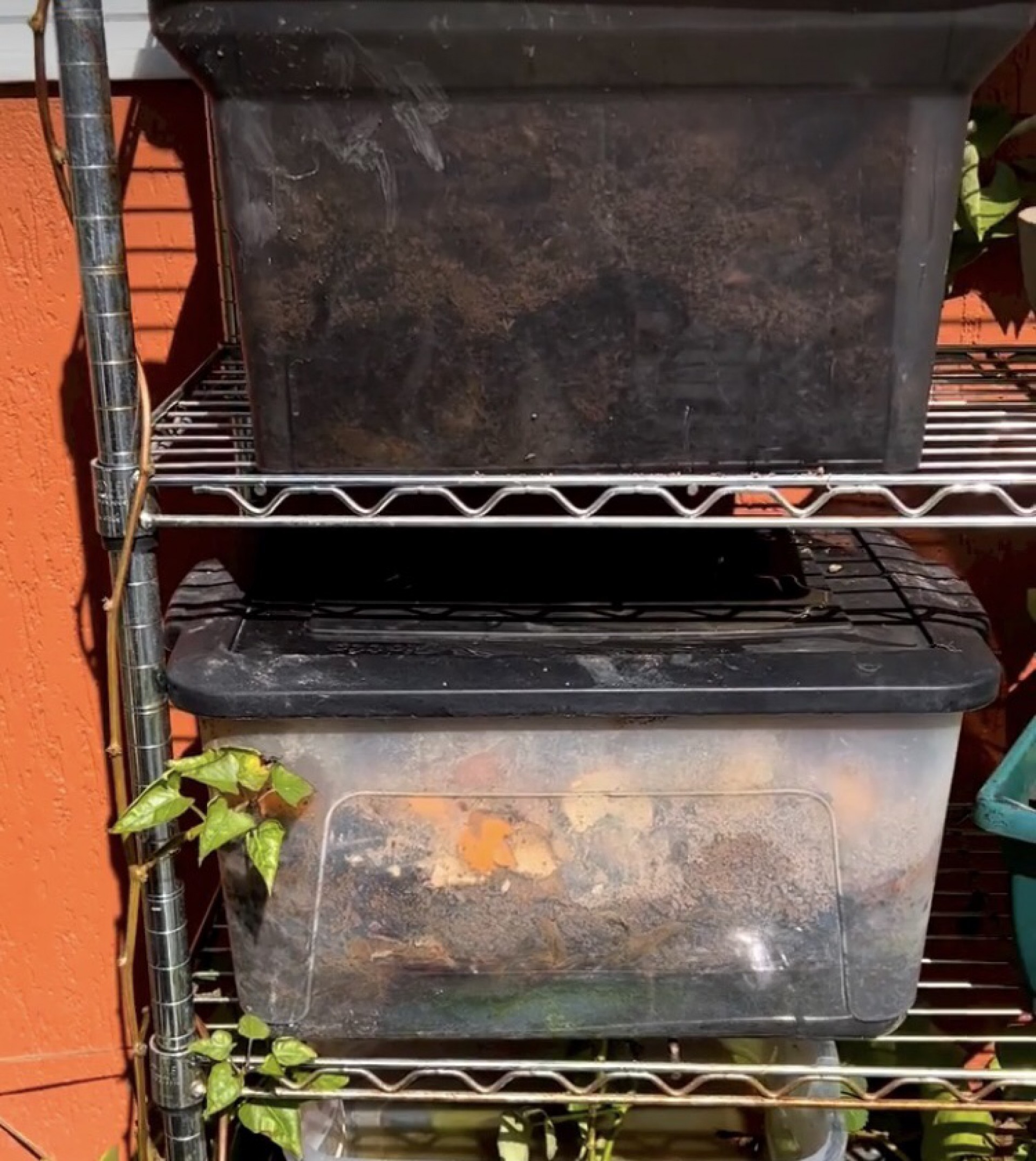 Composteira doméstica de Cid Moreira - Reprodução / Instagram