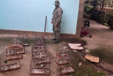 Homem é preso em casa onde mantinha 13 pássaros em cativeiro