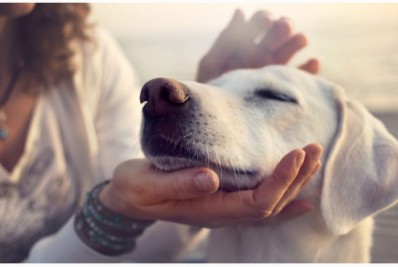Campanha de adoção de cães no próximo sábado