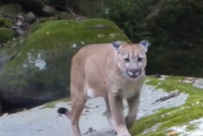 Onça parda é flagrada em Cachoeiras de Macacu