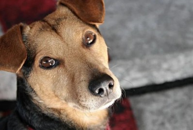 Vacinação antirrábica volta aos bairros de Barra do Piraí