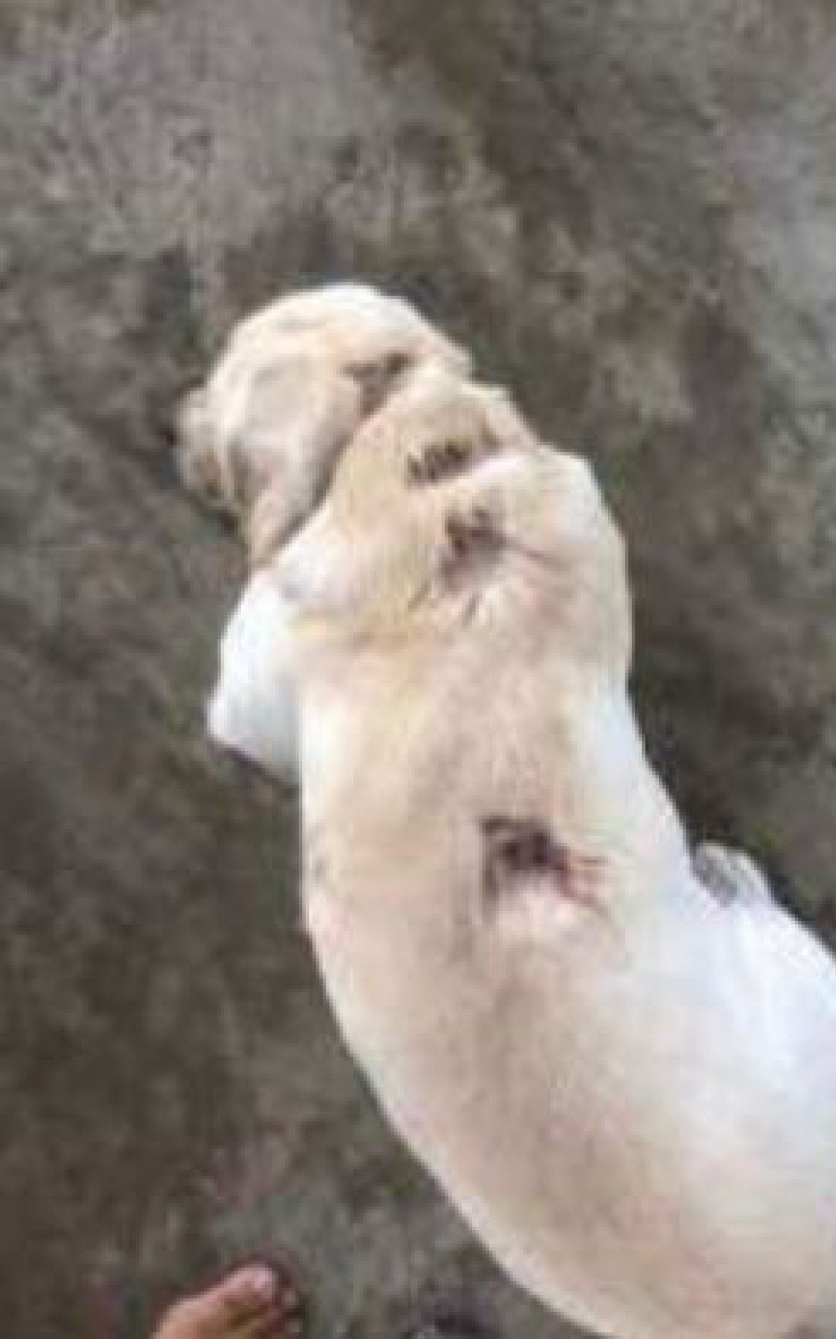 Labrador sofreu diversos ferimentos em ataque de cães que seriam de Orochi - Divulgação