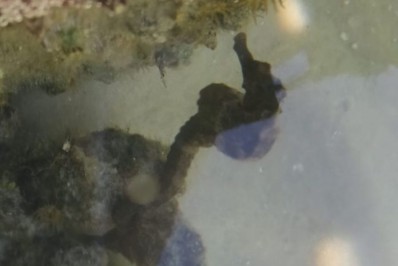 Cavalos-Marinhos são flagrados em Figueira, distrito de Arraial do Cabo