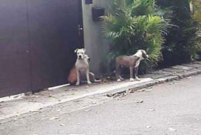 Cães de Orochi atacam vizinhos, entre eles Cauã Reymond