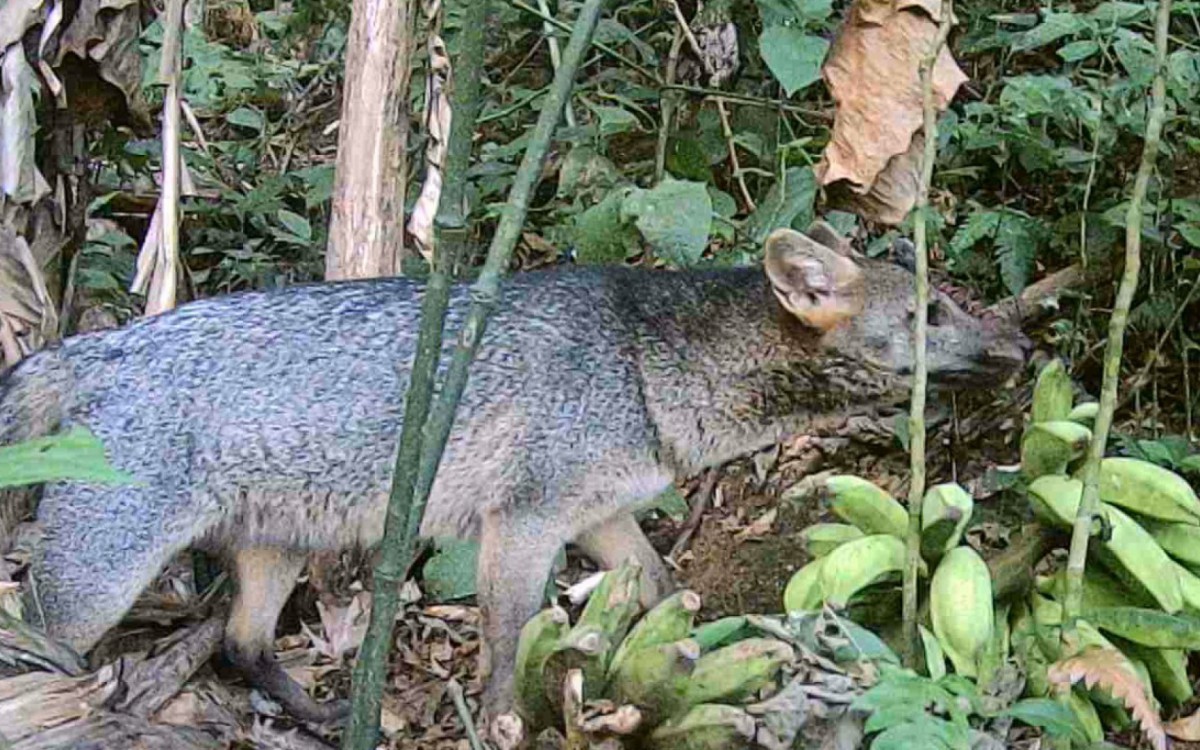 Cachorro-do-mato foi filmado por uma das c&acirc;meras do projeto 