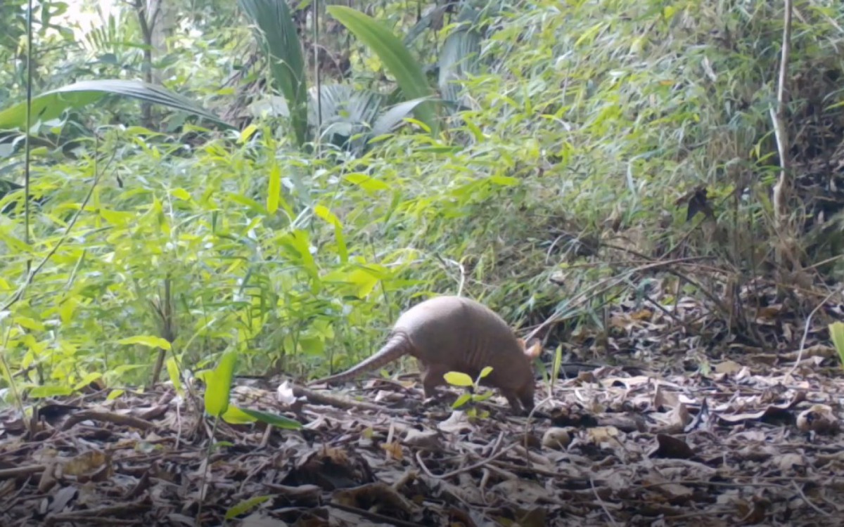 Animais flagrados pelas c&acirc;meras instaladas na &aacute;rea de Mata Atl&acirc;ntica 