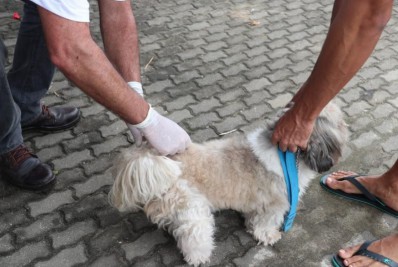 Vacinação antirrábica com atendimento volante começa terça-feira e Dia D será seis de agosto