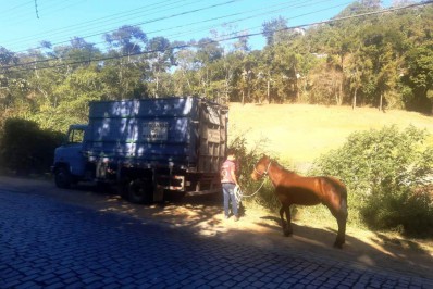 Cavalo, vítima de abandono,  é resgatado em Teresópolis
