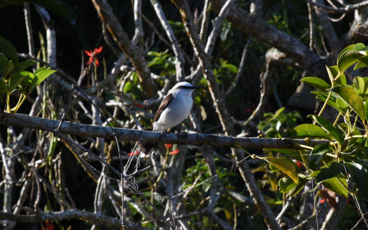O Parque Estadual da Ilha Grande preserva uma grande n&uacute;mero de esp&eacute;cies e &eacute; um dos biomas mais preservados  do estado