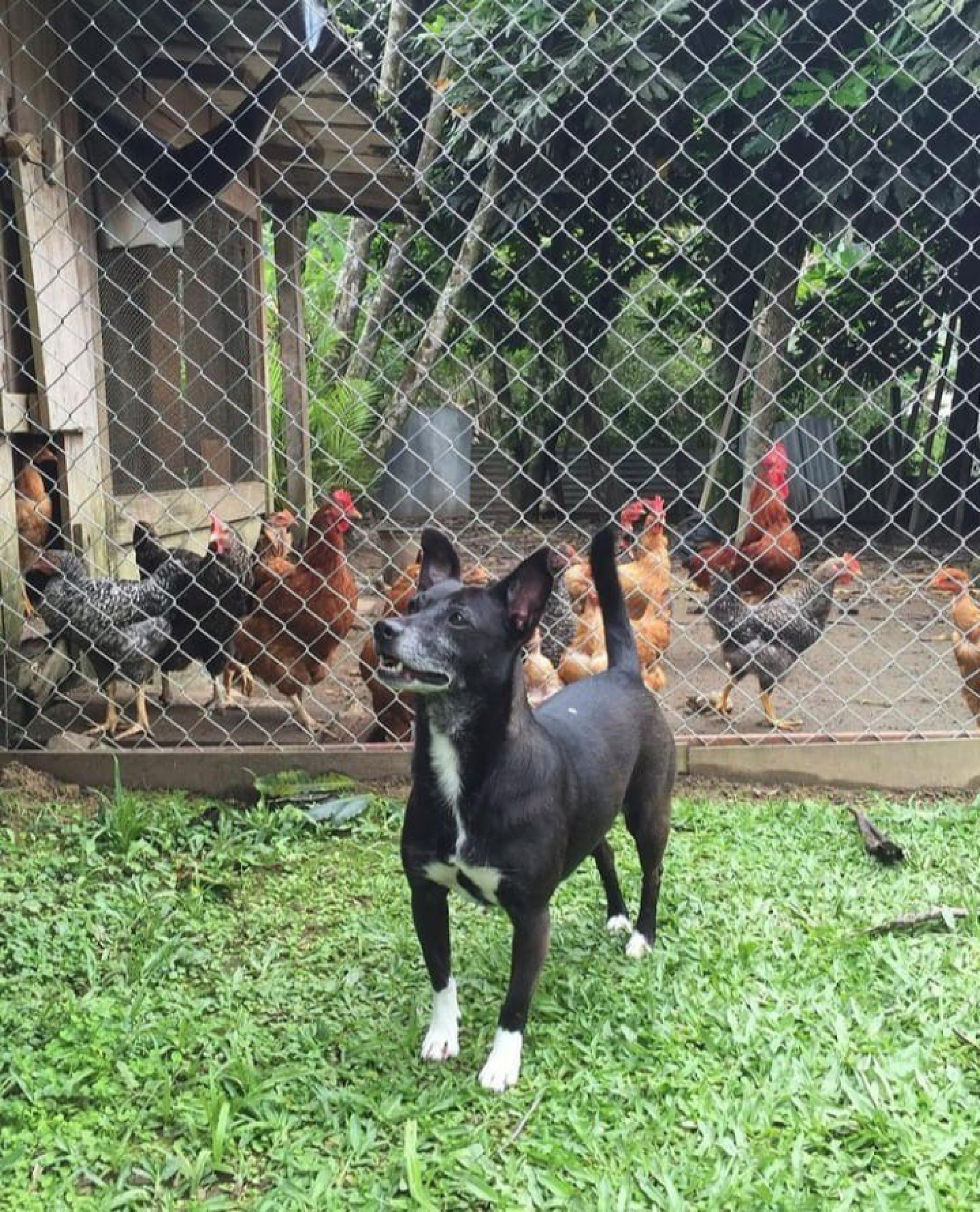 Bruna Linzmeyer comunicou morte de sua cachorrinha - Reprodução/Instagram