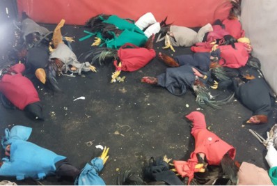 Rinha de Galo é interrompida pela polícia no município de Bom Jardim