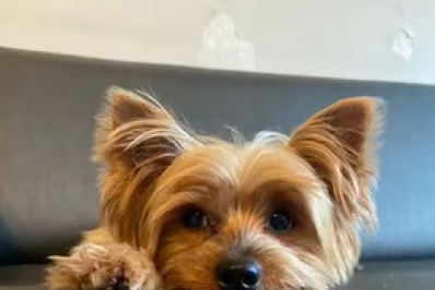 Polícia investiga morte de yorkshire em Vila Isabel como omissão e lesão corporal culposa