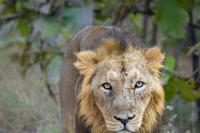 Zoológico de Londres aluga tomógrafo para examinar leão